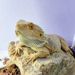 お城の動物園だより53 〜 トカゲが仲間入り