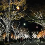 光の並木道3kmに 〜 輝く冬の思い出を