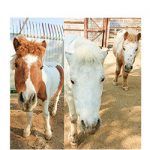 お城の動物園だより54　干支動物との記念撮影