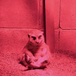 お城の動物園だより55　工夫満載！ 寒さ対策