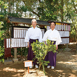 【和歌山】玉津島神社に〝右近の橘〟〜 ミカン発祥の地 橘本神社の苗木植樹