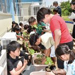 【和歌山】緑のカーテンで 温暖化防ごう 〜 野崎小で苗植えと環境授業