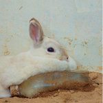 【和歌山】お城の動物園だより61 〜夏が始まりました！