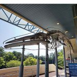 【和歌山】がお⑫ 〜 和歌山県立自然博物館編