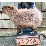 【和歌山】お城の動物園だより63 〜 カピバラの毛にタッチ