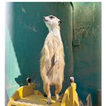 【和歌山】お城の動物園だより 64 〜 ミーアキャットが仲間入り